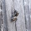 Salticus sp.